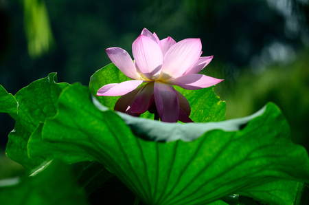 lotus flowerの写真素材