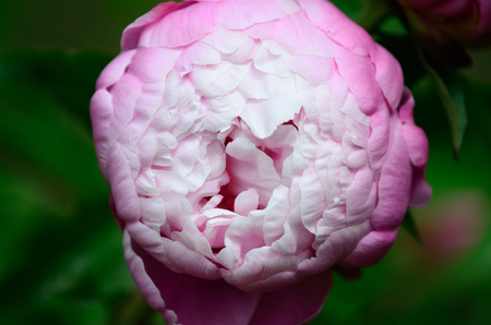 peony flowerの写真素材
