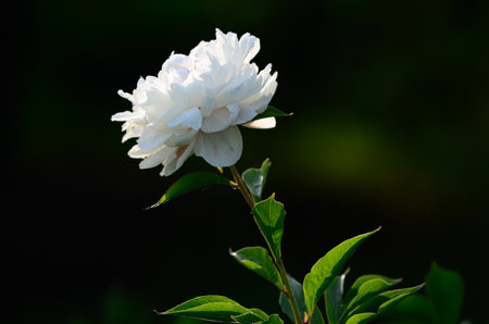 peony flowerの写真素材