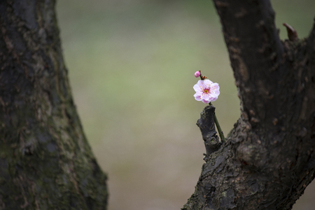 plum blossomの写真素材