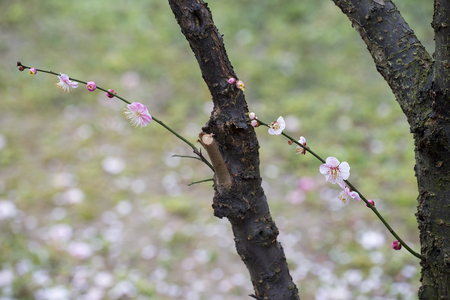 plum blossomの写真素材