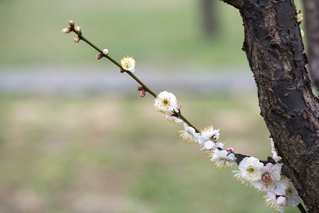 plum blossomの写真素材