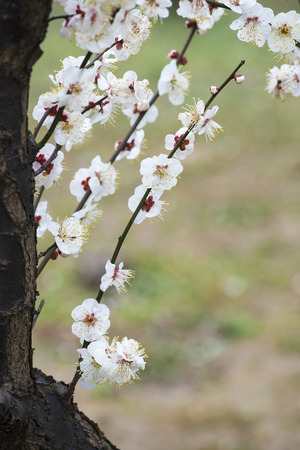 plum blossomの写真素材
