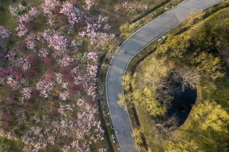 aerial photo of parkの写真素材
