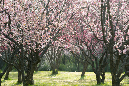 spring and plum blossomの写真素材