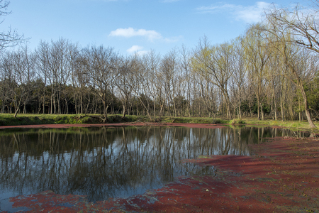 reflection of treesの写真素材