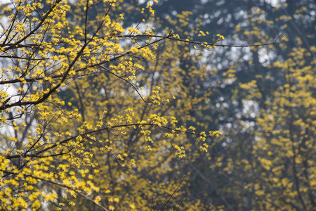 Cornus flowersの写真素材