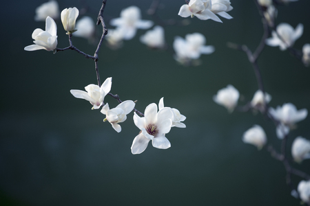 magnolia flowersの写真素材