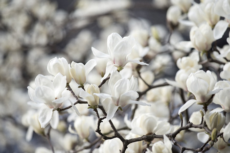 magnolia flowersの写真素材