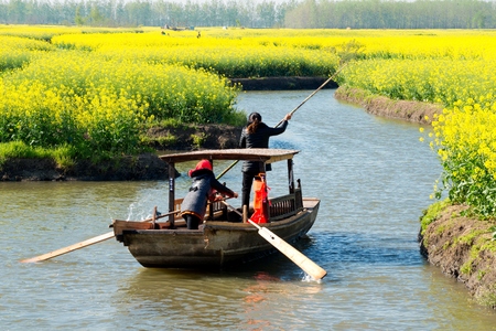 rape flower water town in Jiangsu, Chinaの写真素材