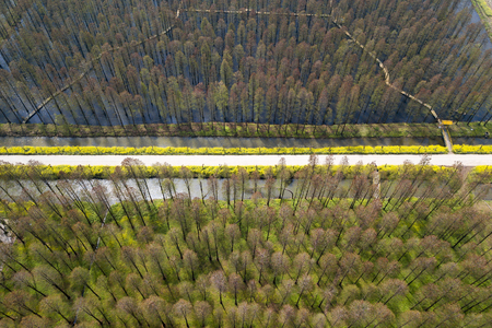 aerial photo of forestの写真素材