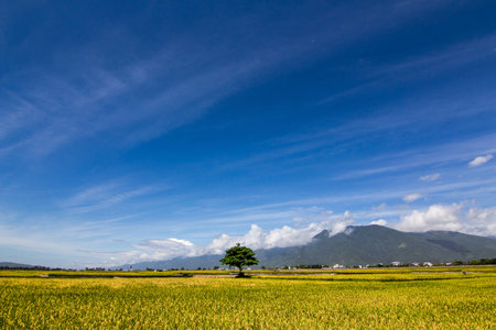 a tree in the fieldの写真素材