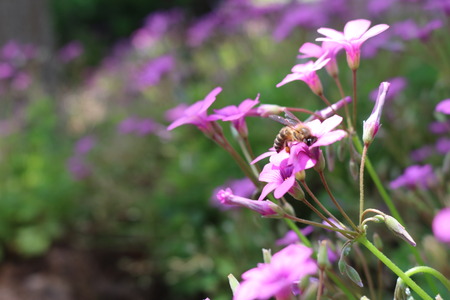 purple flower