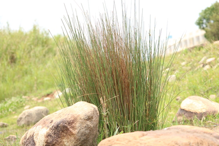 bush on landscape