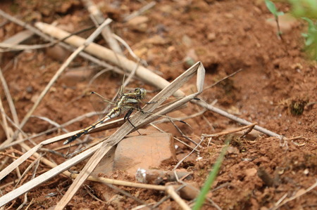 dragonflyの写真素材