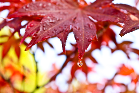 Rain drops after drain in the morningの写真素材