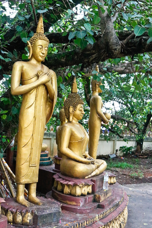Buddha under Bo tree in Lao temple, Laosの写真素材