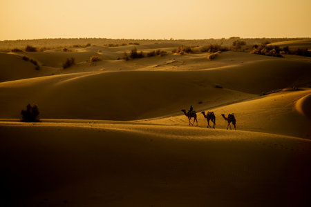 three camel caravan on golden sunsetのeditorial素材