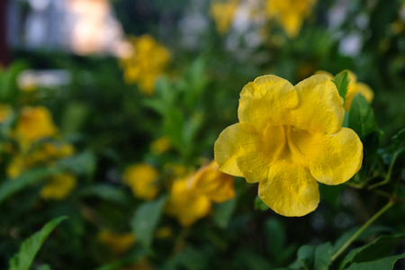yellow flower Plumeriaの写真素材