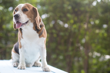 Beagle dogs are standing. With a cute lookの写真素材