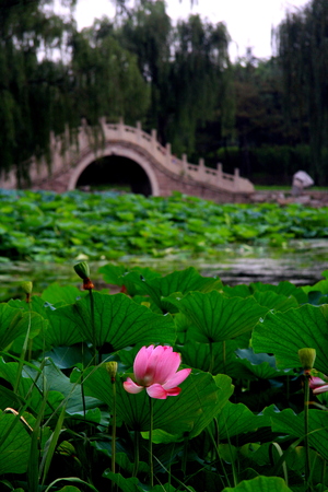 Lotus in Old Summer Palaceのeditorial素材