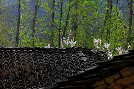 Springの写真素材