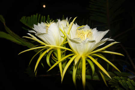 Epiphyllum close up view on dark backgroundの写真素材