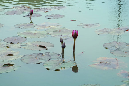 Lotus pondの写真素材