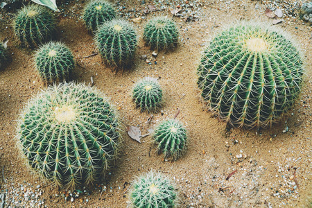 Prickly pearの写真素材