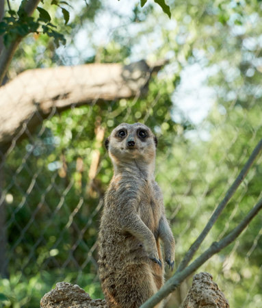 MeerKat in the Parkの写真素材