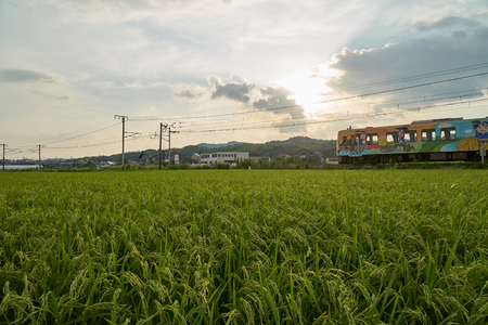 Yamaguchi City, Japan - August 26, 2017: A train is running through the rice fields under the sunbeamsのeditorial素材