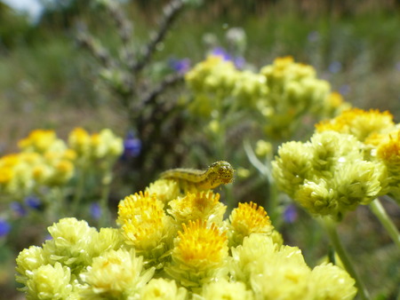 A caterpillar's body stained with sticky nectar and pollen grains (front view)