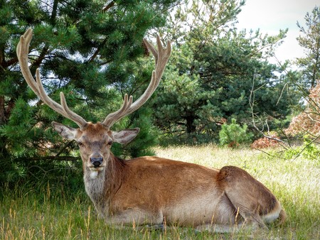 Front view of a red deer stag with large antlers sitting under a treeの写真素材