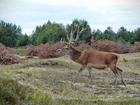 A red deer stag (Cervus elaphus) walks across a beautiful heath in the afternoonの写真素材