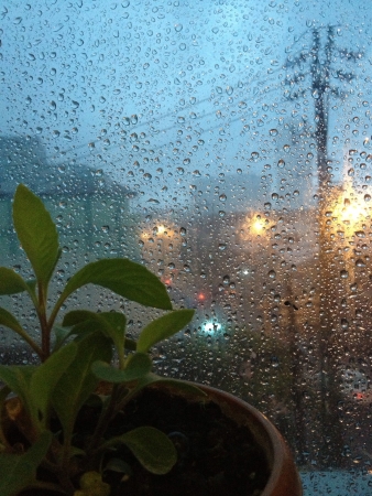 green plant against wet window glassの素材