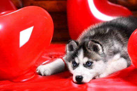 Valentines day husky puppy on a texture background.の写真素材
