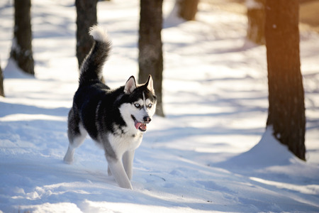 Male Husk outdoors in a snowy forestの写真素材
