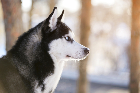 Male Husk outdoors in a snowy forestの写真素材