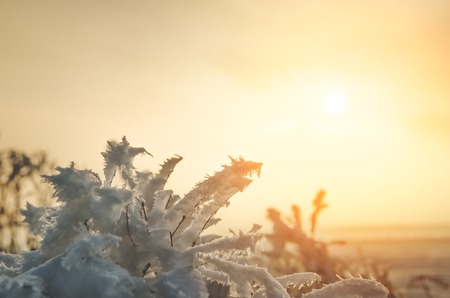 Standing alone on the white snow bush in sunset light, the setting sunの写真素材