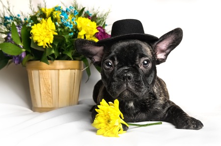 French bulldog sitting or lying in next to a spring bouquet in a basket isolatedの写真素材