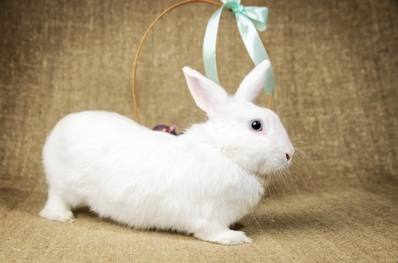 White clean beautiful Easter bunny next to a wicker basket with eggs in the background krashenyymi natural burlap clothの写真素材