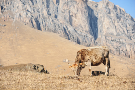 Caucasian cows grazing on winter pastures on the gold background of the majestic rocksの写真素材