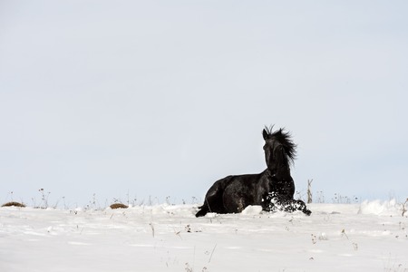 Caucasian Wild horses graze and frolic at the winter Caucasus mountain pasture against a blue skyの写真素材