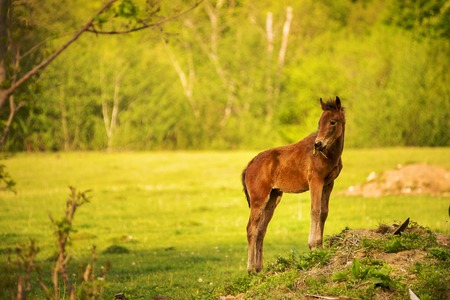 Young foal of a dark brown color looks into the camera and grazes on a green meadow against a background of a young forest in the rays of the setting sunの写真素材