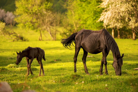 Mother horse with her foal grazing on a spring green pasture against a background of green forest in the setting sunの写真素材