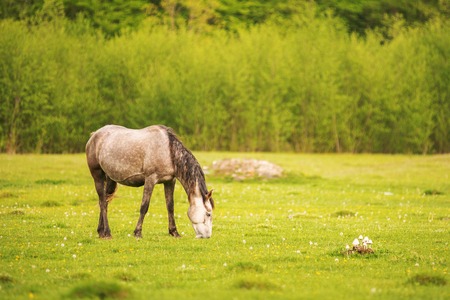 Light gray horse grazes on a green spring meadow against a background of a young forest in the setting sunの写真素材