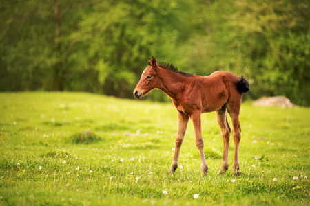 Young foal of a dark brown color is grazed on a green field against a background of a young forest in the rays of the setting sunの写真素材