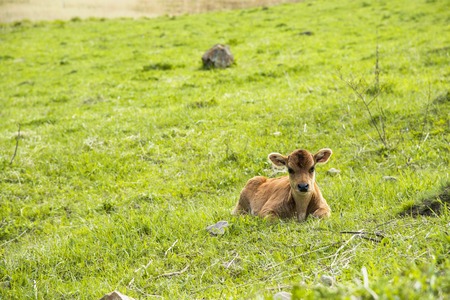 Caucasian Mountain river in the gorge in rainy weatherの写真素材