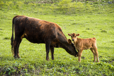 Mother cow next to her baby calf grazing on a meadowの写真素材