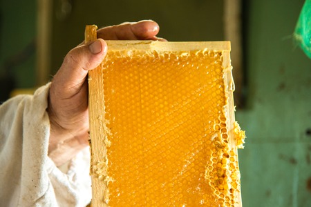 Unfinished fresh honey in honeycombs that are placed in a frame in hands beekeeperの写真素材